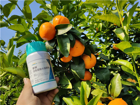 葉面肥，拉姆拉，翠姆