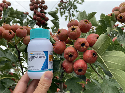 葉面肥，拉姆拉，翠姆