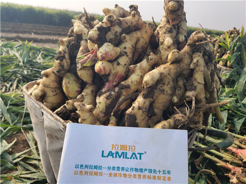 進口水溶肥，拉姆拉，翠姆