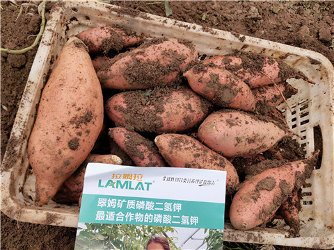 進口水溶肥，拉姆拉，翠姆