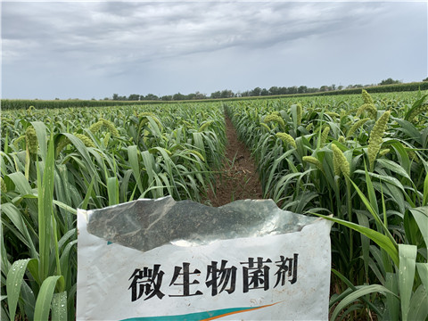 微生物菌劑，拉姆拉，翠姆