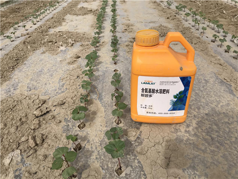 水溶肥，拉姆拉，翠姆
