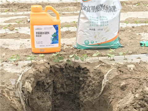 水溶肥，拉姆拉，翠姆