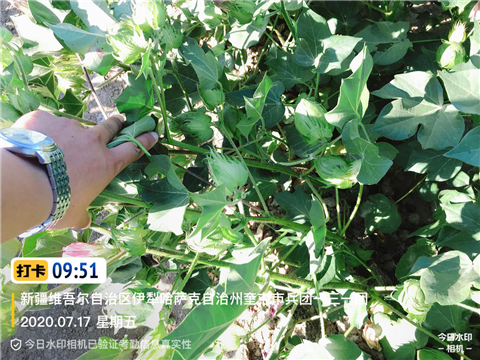 水溶肥，拉姆拉，翠姆