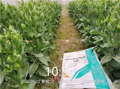 大量元素水溶肥，拉姆拉，翠姆