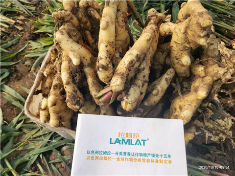 水溶肥，拉姆拉，翠姆