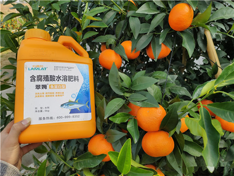 滴灌肥，拉姆拉，翠姆