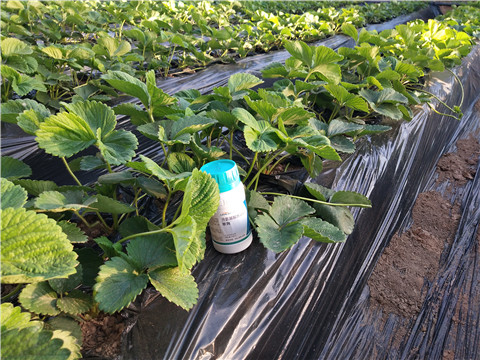 葉面肥，拉姆拉，翠姆