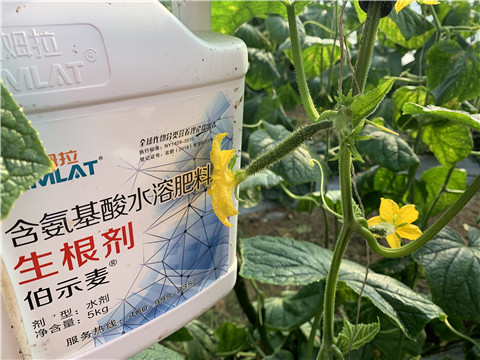 水溶肥，拉姆拉，伯示麥