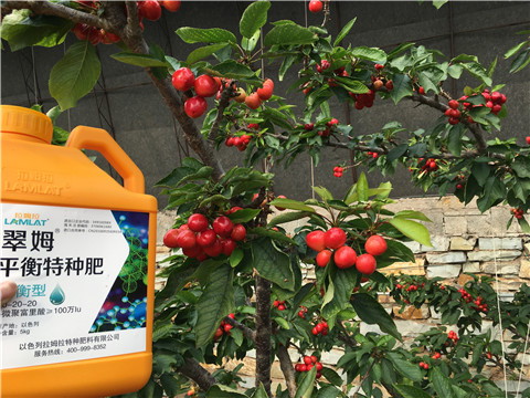 水溶肥，拉姆拉，翠姆