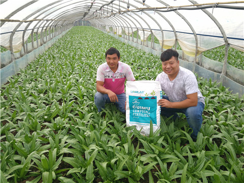 水溶肥，拉姆拉，翠姆