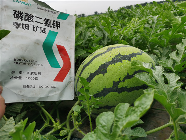 西瓜葉面肥,葉面肥,專用葉面肥,翠姆 西瓜葉面肥,葉面肥,專用葉面肥,翠姆