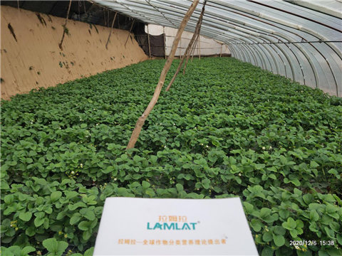 水溶肥，拉姆拉，翠姆