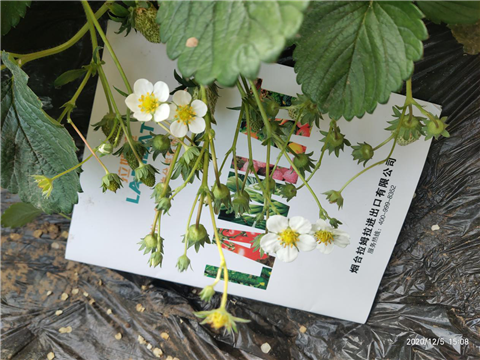 水溶肥，拉姆拉，翠姆