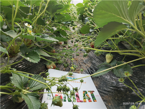 水溶肥，拉姆拉，翠姆