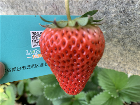 水溶肥，拉姆拉，翠姆