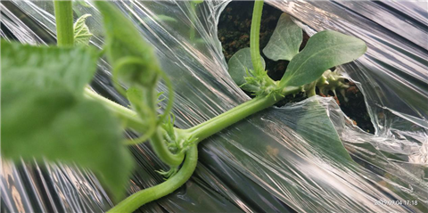 微生物菌劑，拉姆拉，翠姆