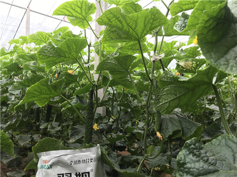 微生物菌劑，拉姆拉，翠姆