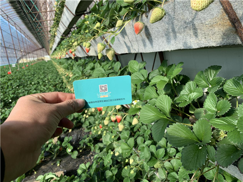 水溶肥，拉姆拉，翠姆