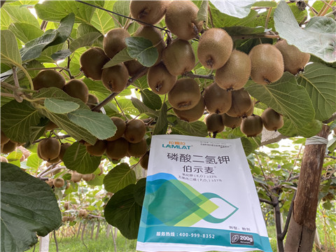 磷酸二氫鉀，拉姆拉，伯示麥