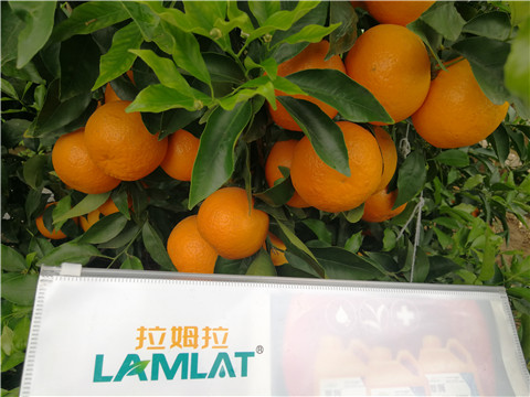 葉面肥，拉姆拉，翠姆