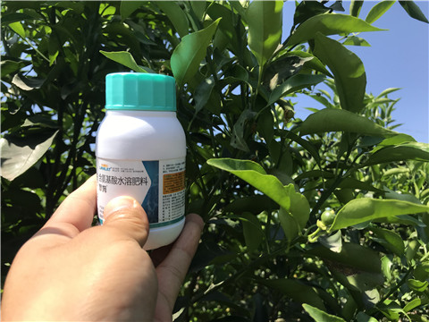 葉面肥，拉姆拉，翠姆