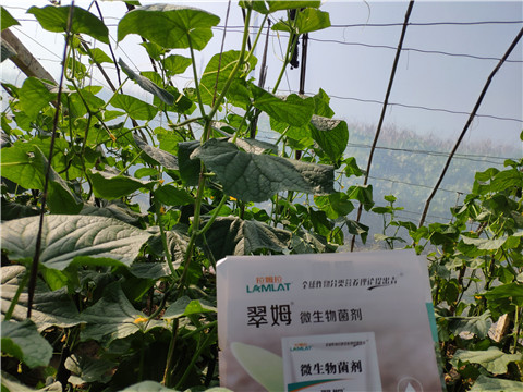 水溶肥，拉姆拉，翠姆