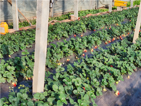 水溶肥，拉姆拉，翠姆