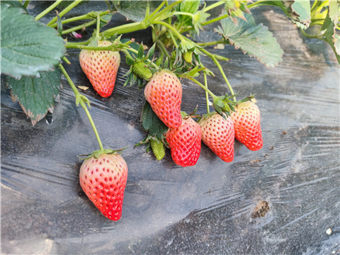 水溶肥，拉姆拉，翠姆