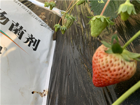 微生物菌劑，拉姆拉，翠姆