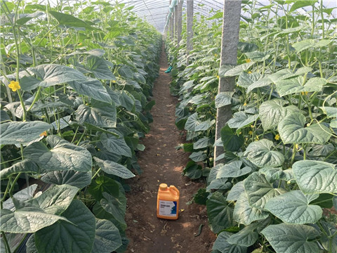 作物施肥管理，拉姆拉，翠姆