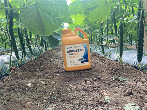 作物施肥管理，拉姆拉，翠姆