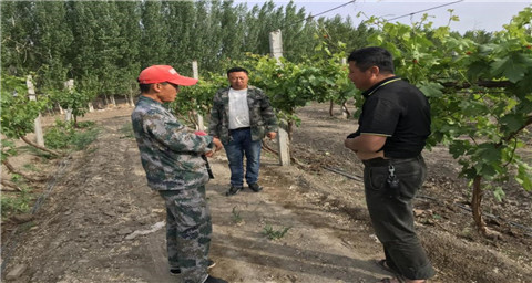 葉面肥，拉姆拉，翠姆