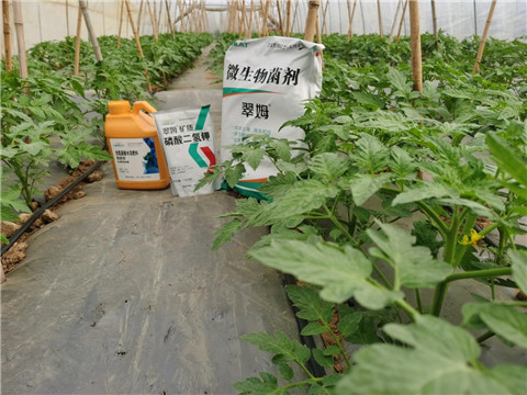 水溶肥，拉姆拉，翠姆