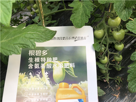 水溶肥，拉姆拉，翠姆