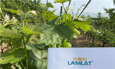 進(jìn)口水溶肥，拉姆拉，翠姆