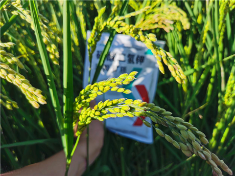 磷酸二氫鉀，拉姆拉，翠姆