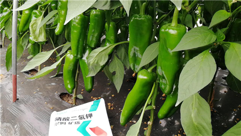 磷酸二氫鉀，拉姆拉，翠姆