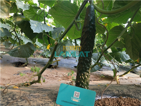 水溶肥，拉姆拉，翠姆