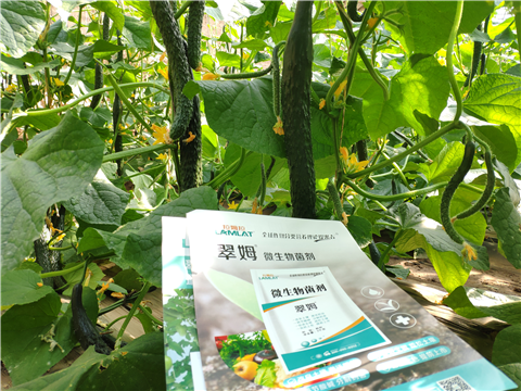 水溶肥，拉姆拉，翠姆