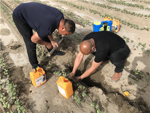 葉面肥，拉姆拉，翠姆