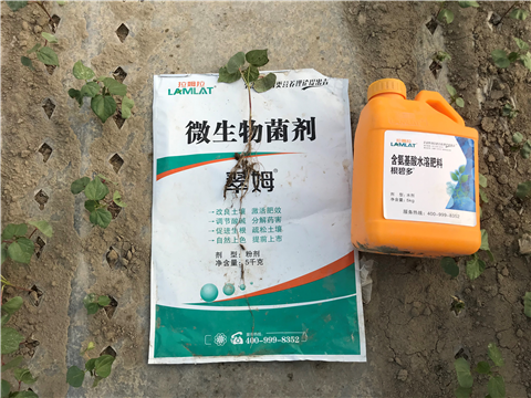 葉面肥，拉姆拉，翠姆