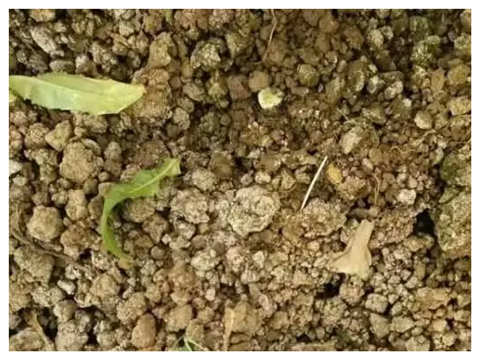 水溶肥，拉姆拉，翠姆