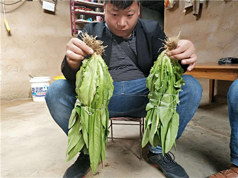 水溶肥，拉姆拉，翠姆