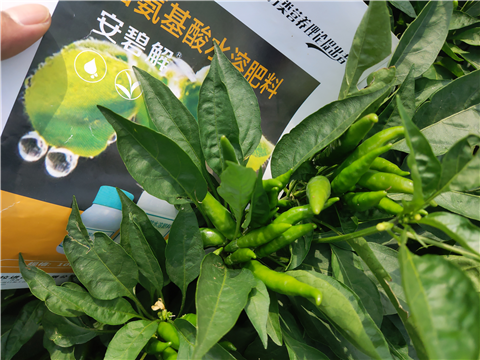 水溶肥，拉姆拉，翠姆