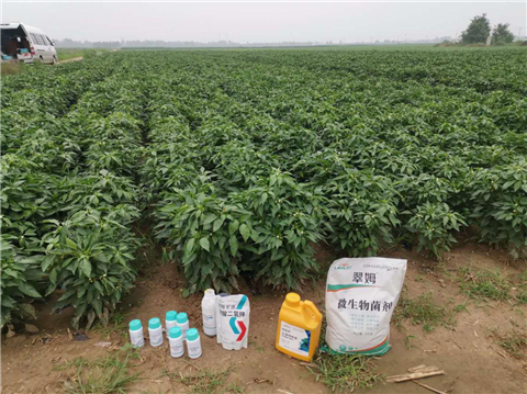 水溶肥，拉姆拉，翠姆