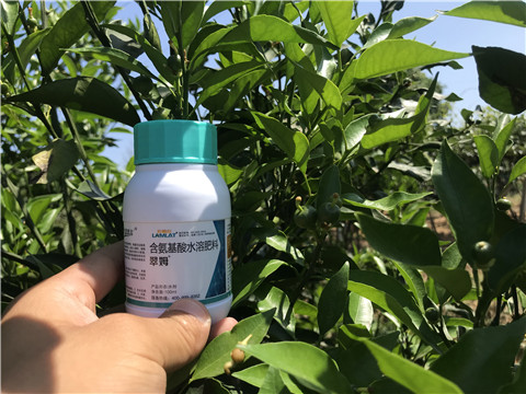 葉面肥，拉姆拉，翠姆