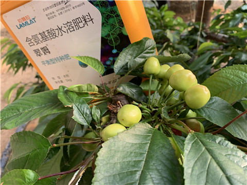 氨基酸水溶肥，拉姆拉，翠姆