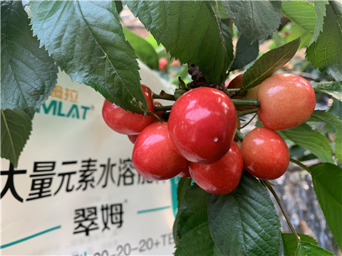 大量元素水溶肥，拉姆拉，翠姆