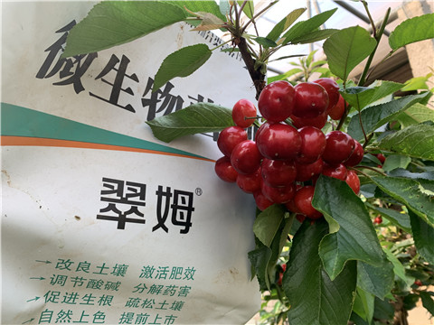 水溶肥，拉姆拉，翠姆